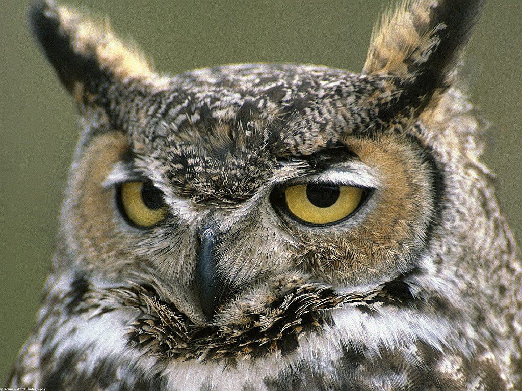 Great Horned Owl, Denali National Park, Alaska